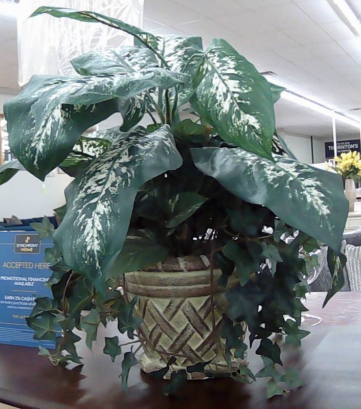 PLANT