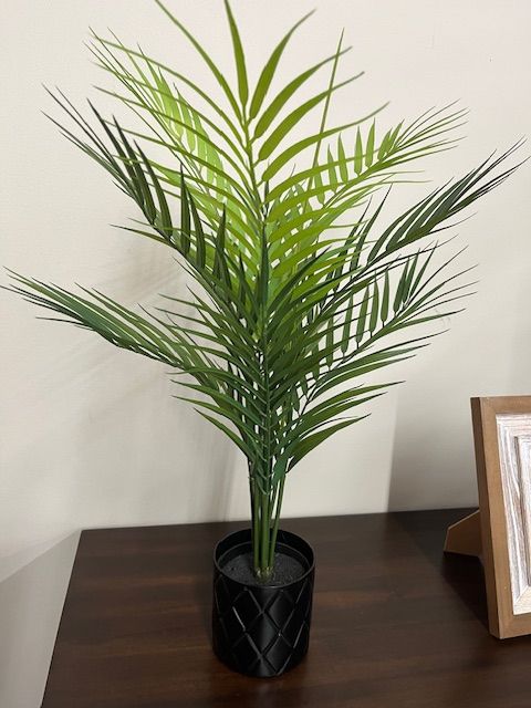 PLANTED PALM