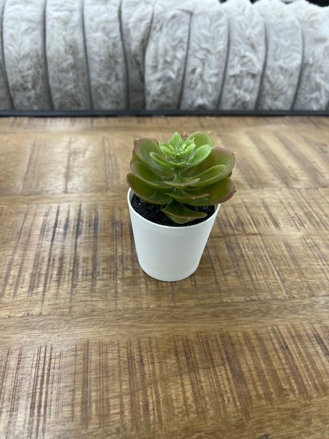 SMALL PLANTS