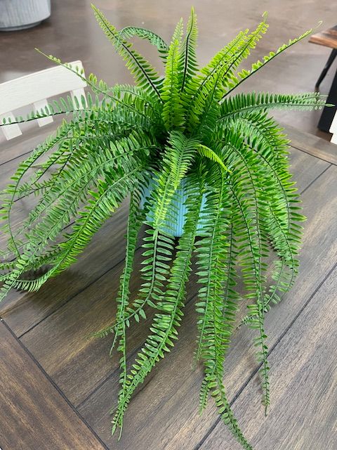 PLANTED FERN