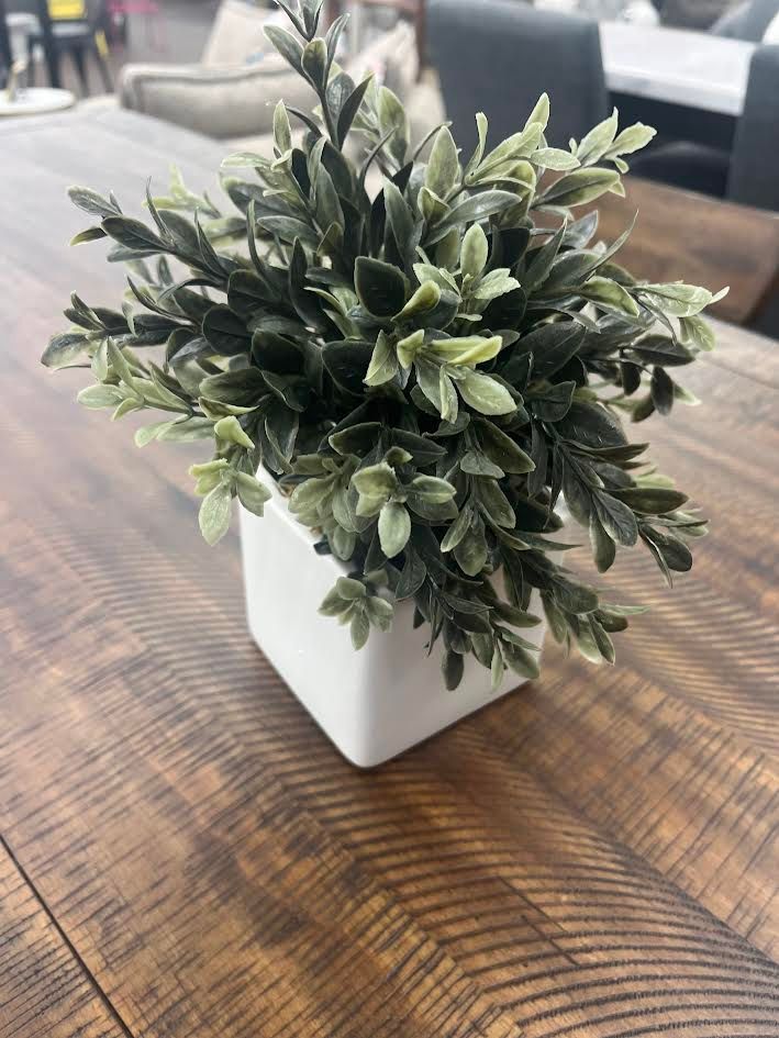 PLANT IN WHITE VASE