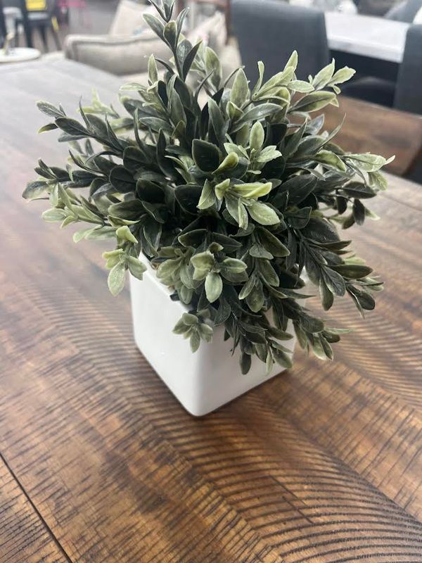 PLANT IN WHITE VASE