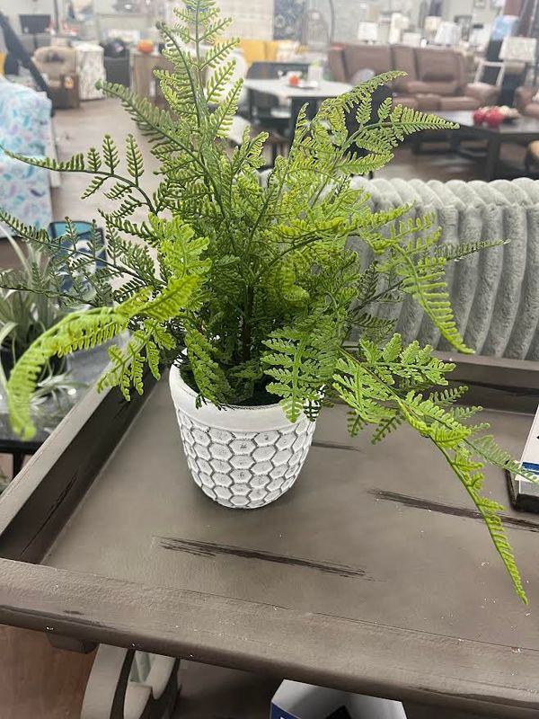 FERN IN WHITE VASE