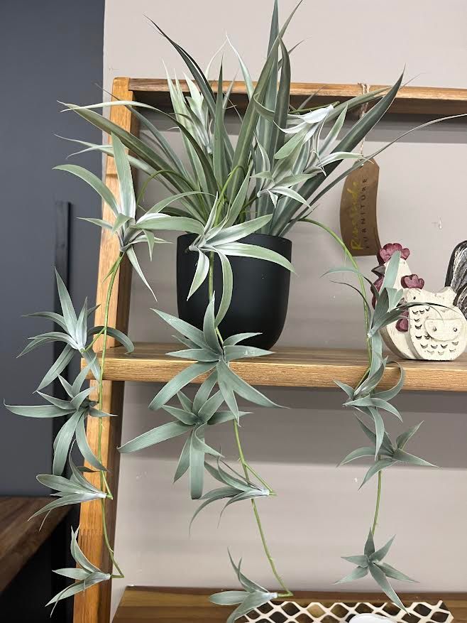 SPIDER PLANT IN BLACK VASE