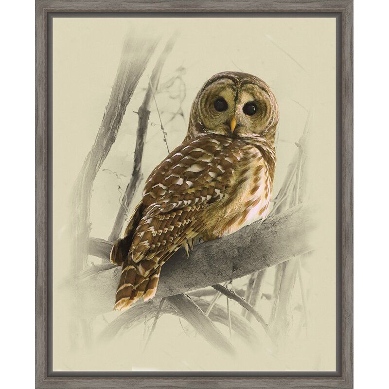 BARRED OWL III 4202
