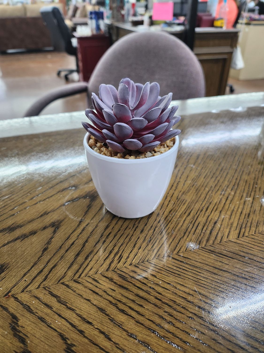 PURPLE SUCCULENT