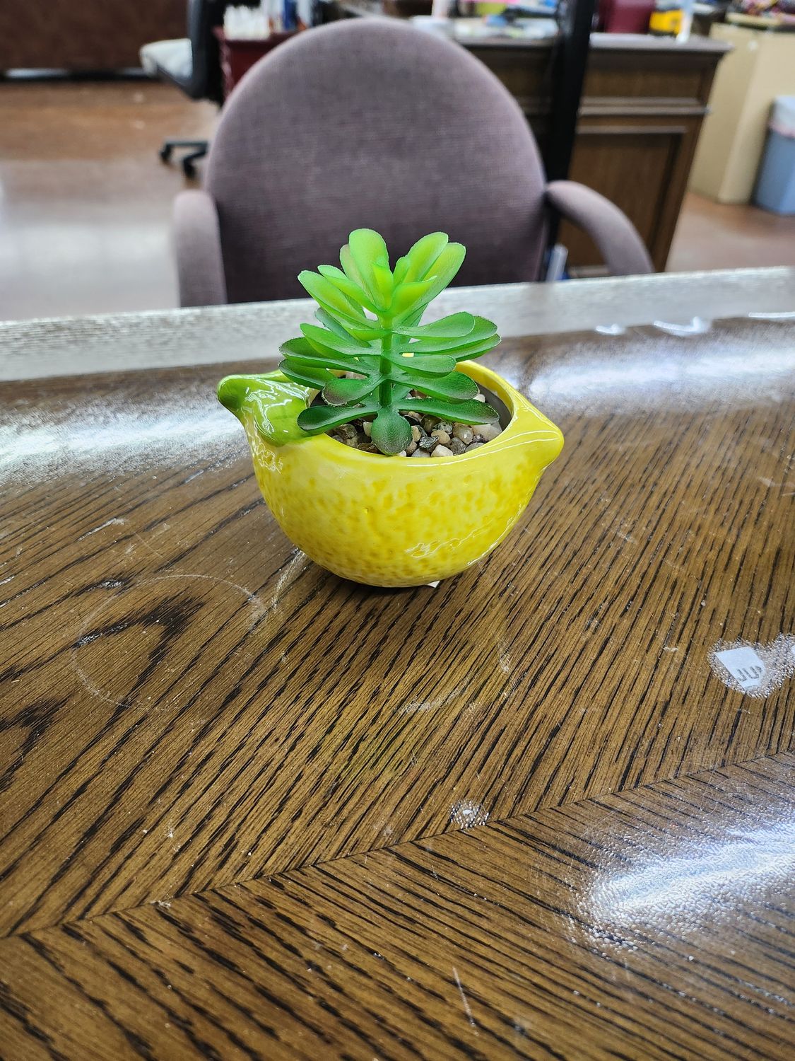 SUCCULENT IN LEMON