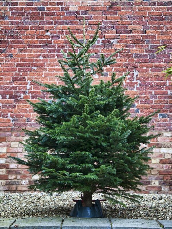 3-4FT Nordmann Christmas Trees