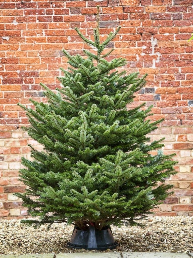 4-5FT Nordmann Christmas Tree