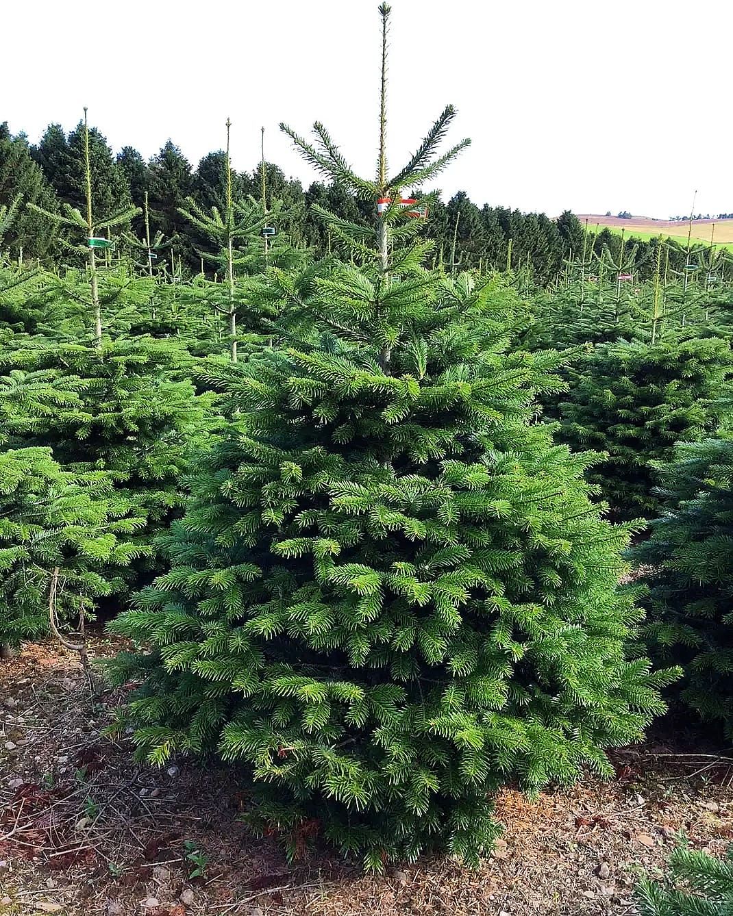 6-7FT Nordmann Christmas Trees