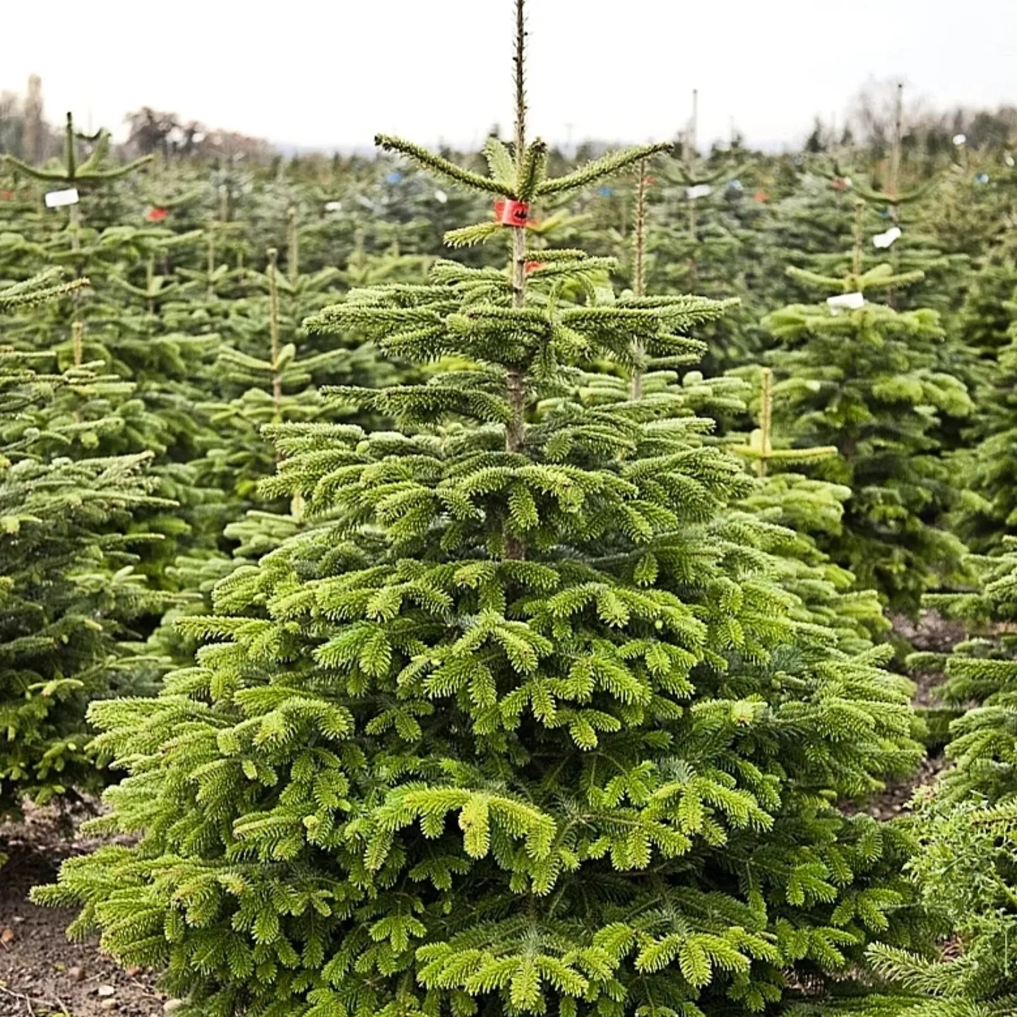 5-6FT Nordmann Christmas Trees