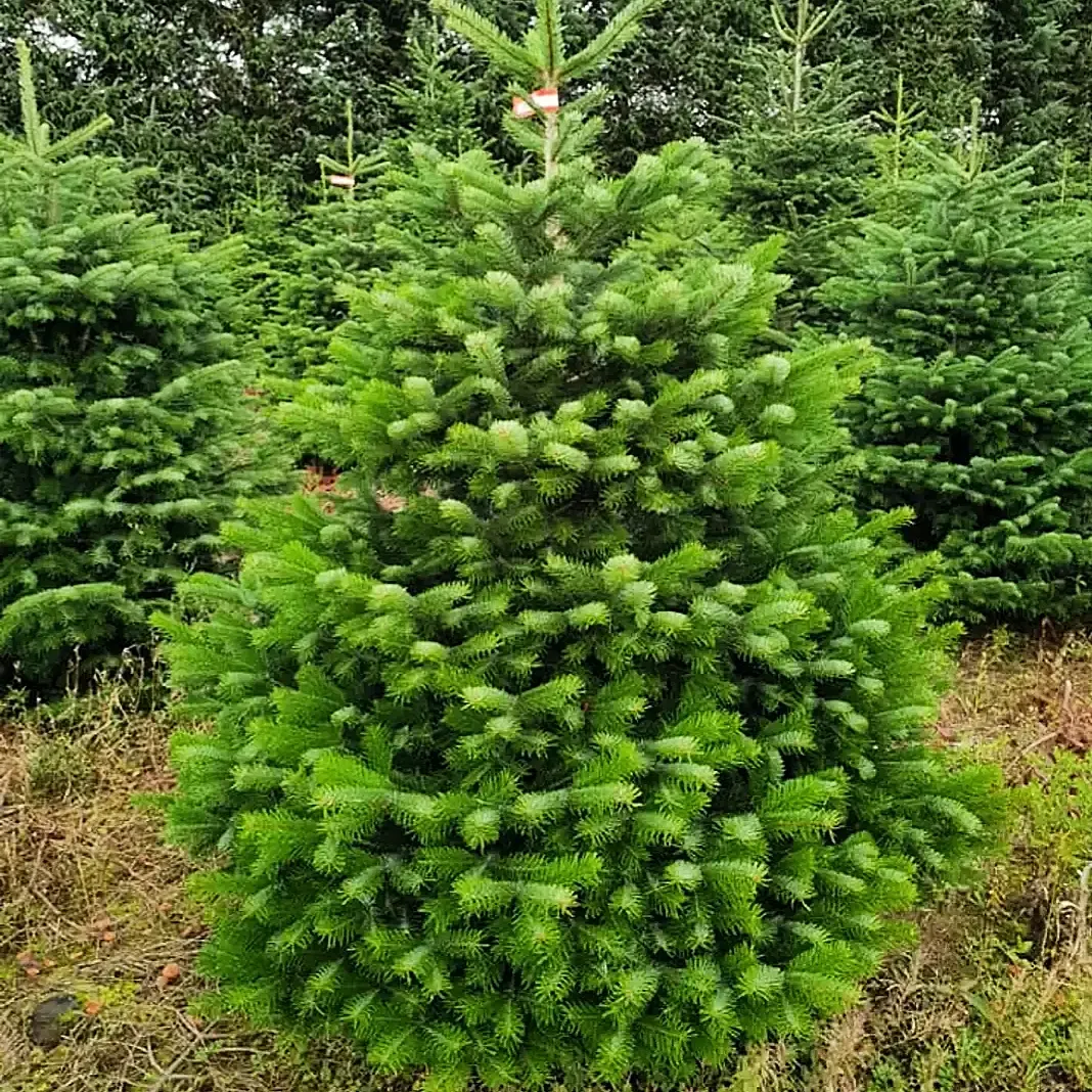 7-8FT Nordmann Christmas Trees