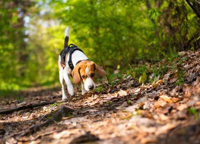 Ausbildung Mantrail-Trainer