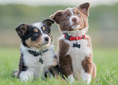 Ausbildung Welpentrainer