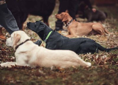 Praktikum Praxis Hundetrainer