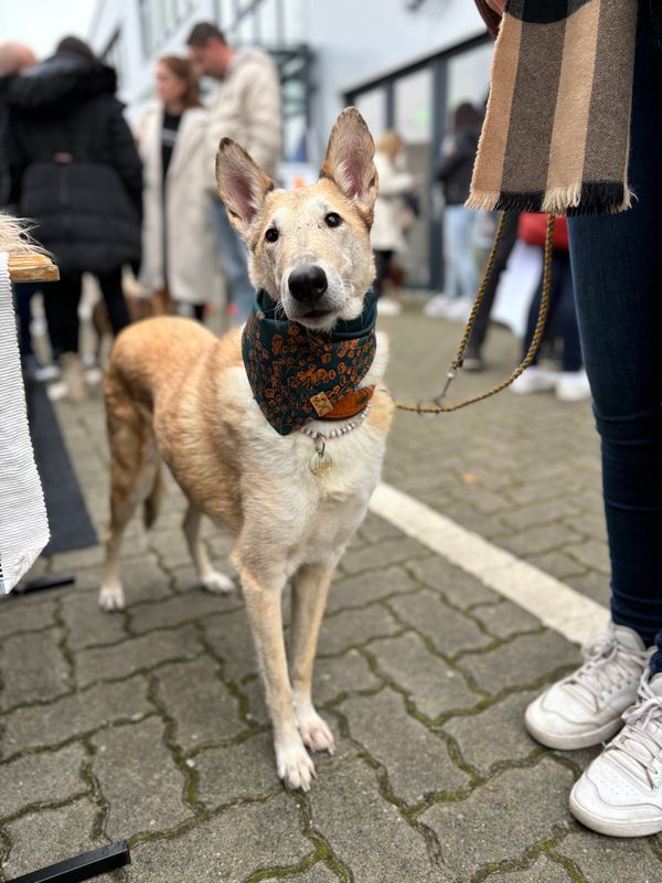 bestempeltes Hundehalstuch "Magic Forest"