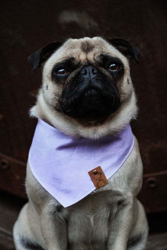 Hundehalstuch "lavender"