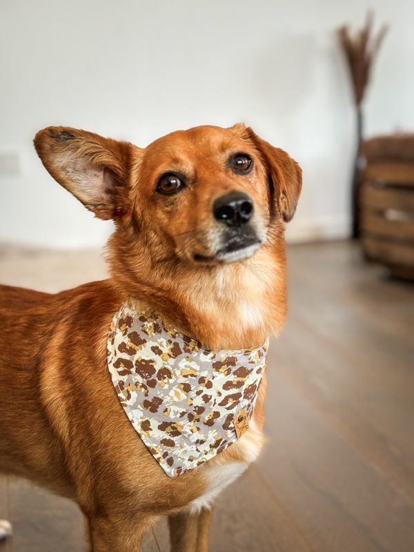 Hundehalstuch "Leo“