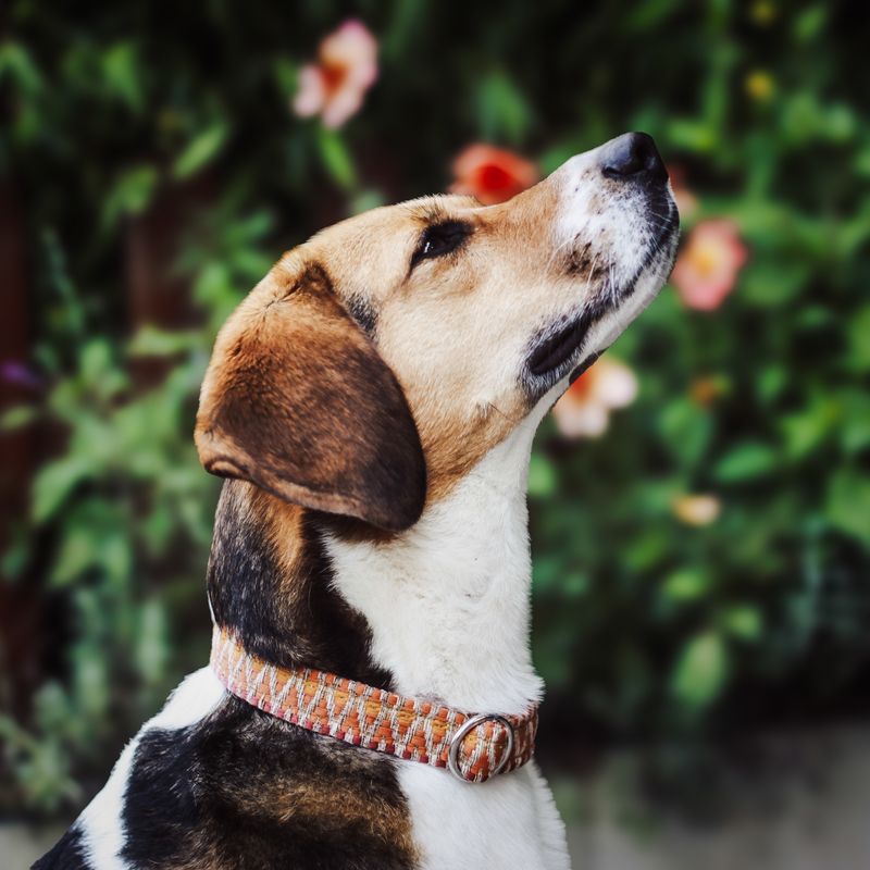 Hundehalsband „Orange“ – robust & handgefertigt