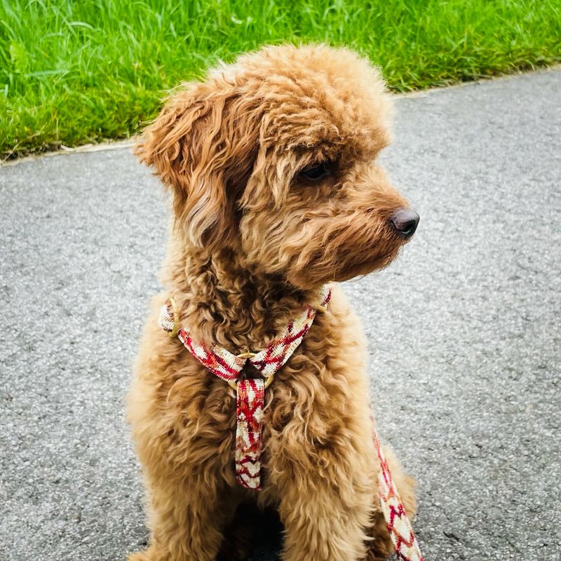 Hundegeschirr "Boho Summer"