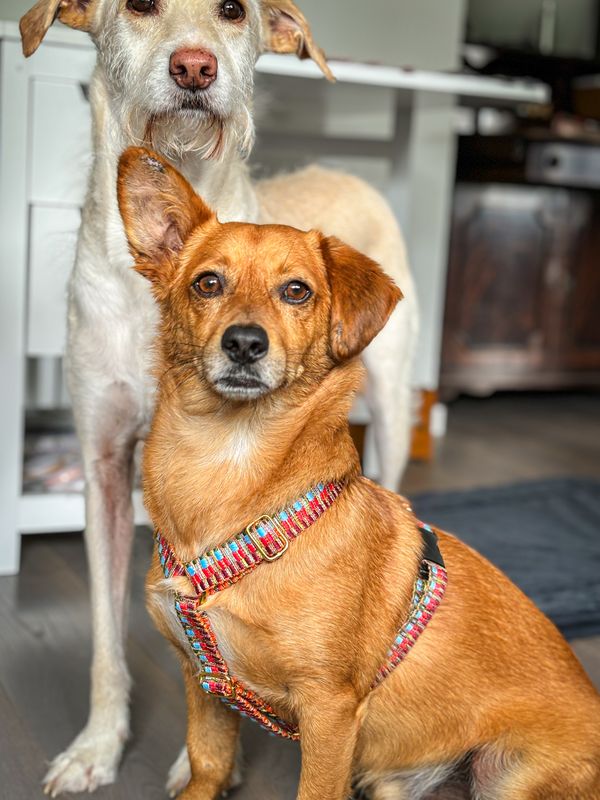 Hundegeschirr "Rainbow"