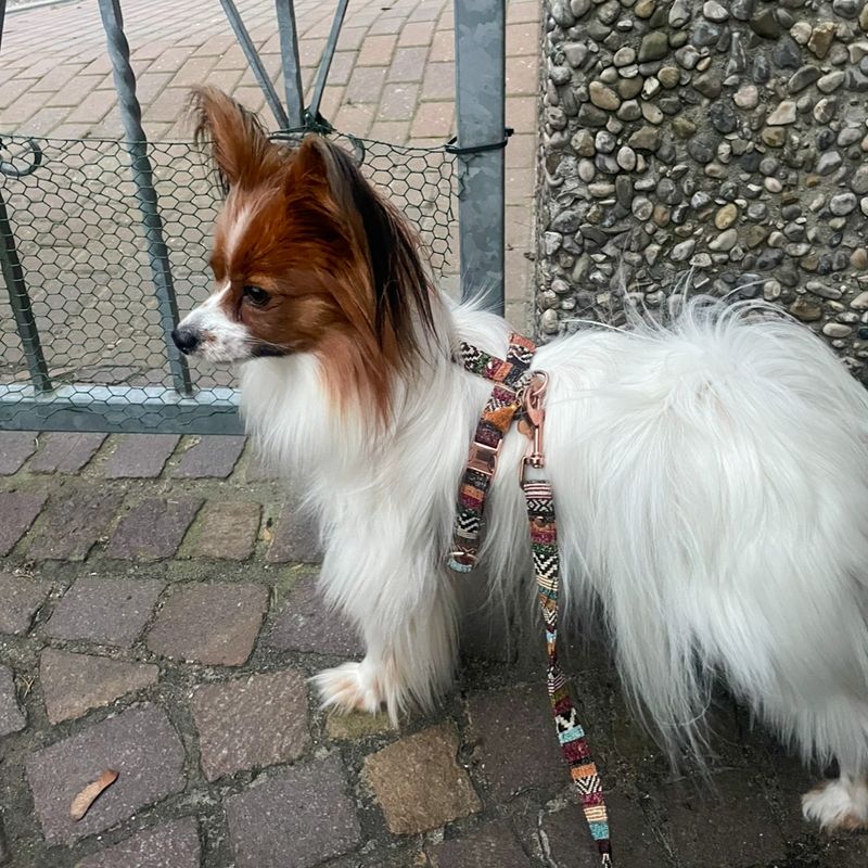 Hundegeschirr "Boho Outlander"