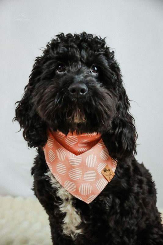 Hundehalstuch "Boho Aprico“