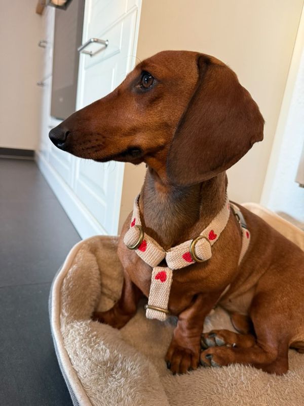 Motiv besticktes Hundegeschirr "Nature Beige Heart"