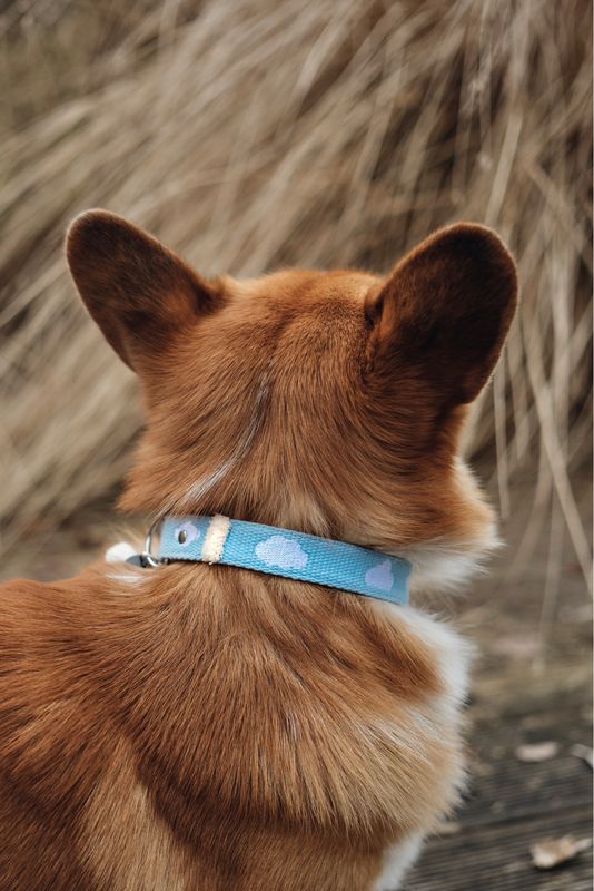 Motiv besticktes Hundehalsband "Cloud Sky Blue"