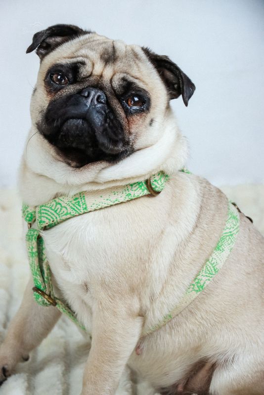 bestempeltes Hundegeschirr "Mandala“- individuell