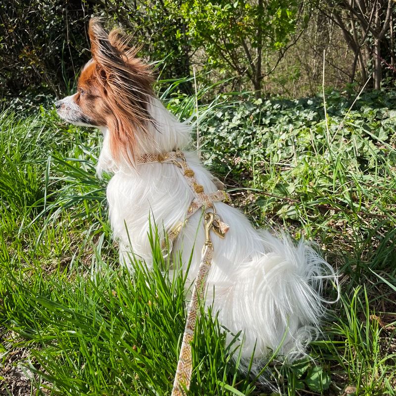 bestempeltes Hundegeschirr "Sunlit Sands“- individuell