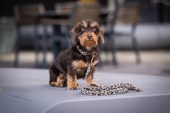 Hundeleine "Fussi-Wild"