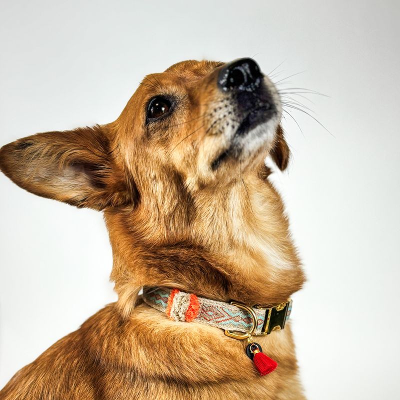 Hundehalsband „Golden Desert“ – robust & handgefertigt