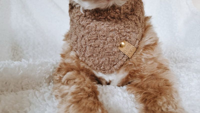 Hundehalstuch "Cosy Brown"