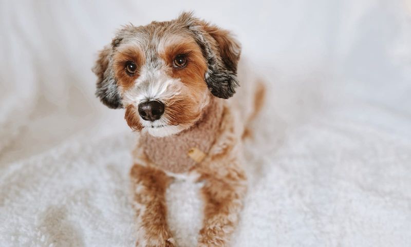 Hundehalstuch "Cosy Brown"