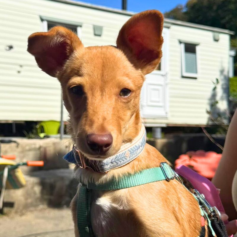 Hundehalsband „Boho Sky“ – handgefertigt