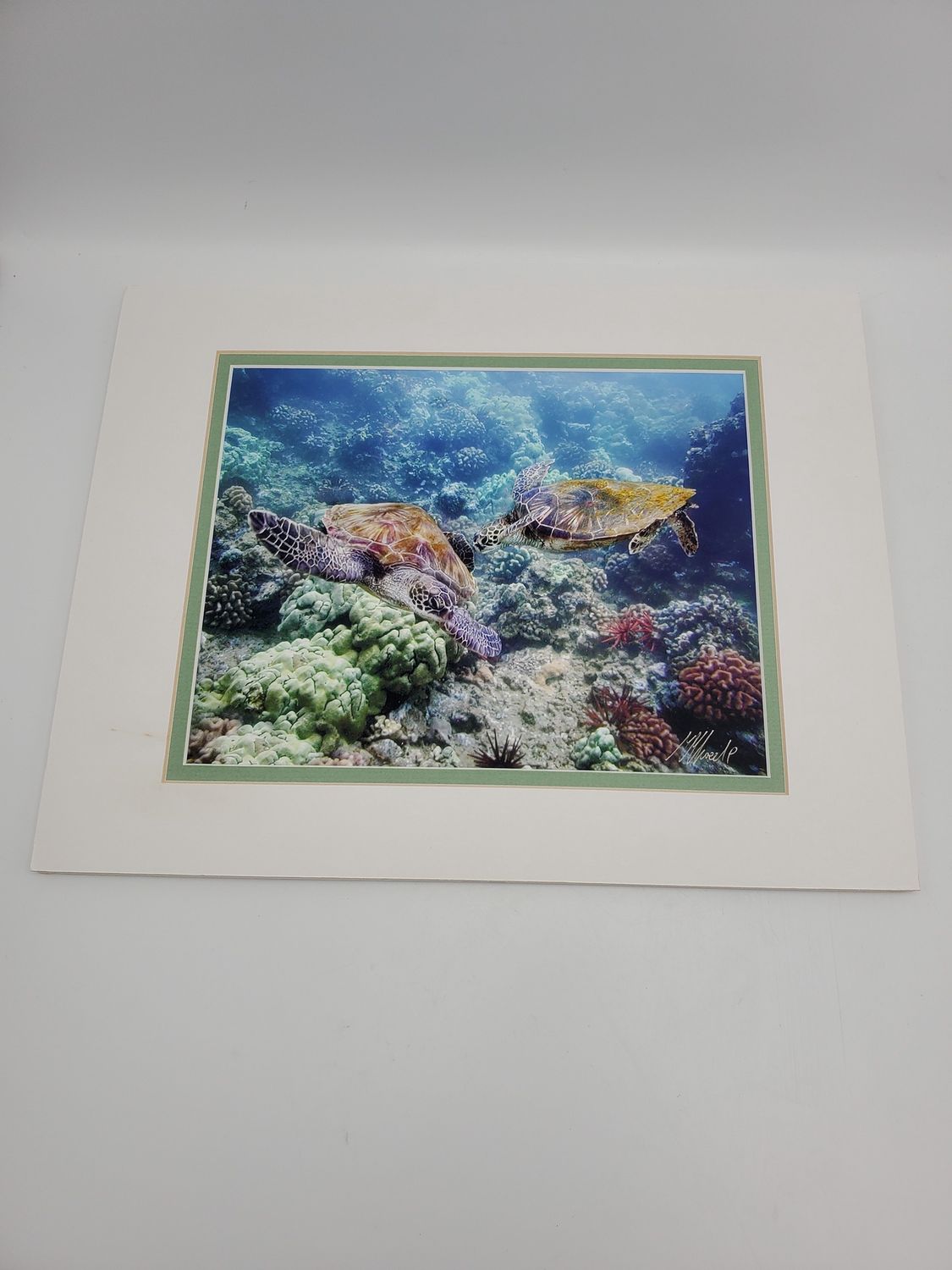 Turtle Photograph Monica Sweet