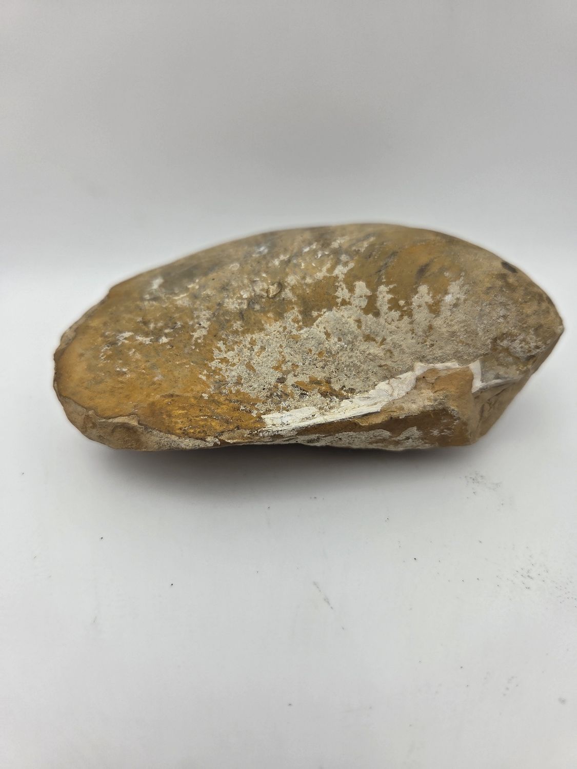 Fossilized Mussel Shell Specimen