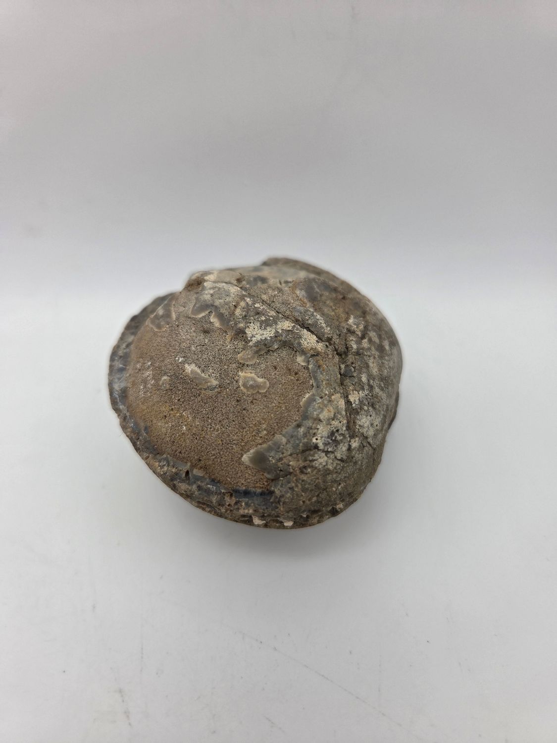 Small Fossilized Clam Specimen