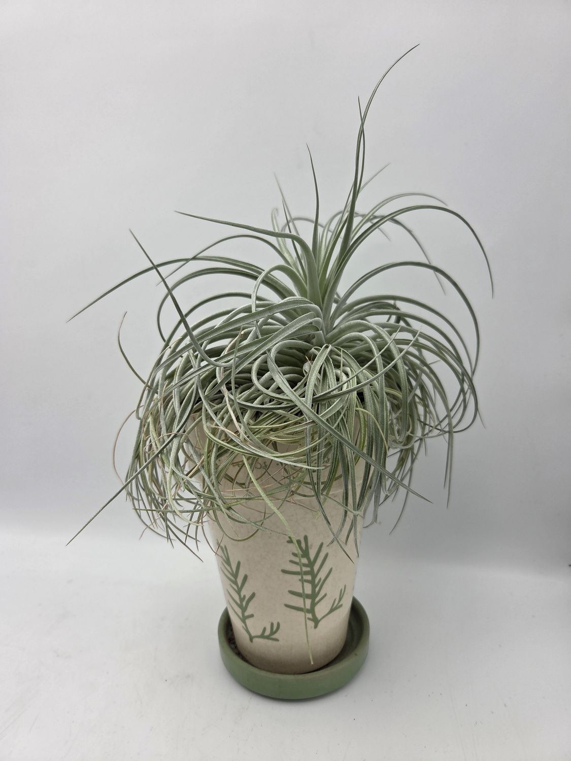 Tillandsia Air Plant Herb-Print Planter