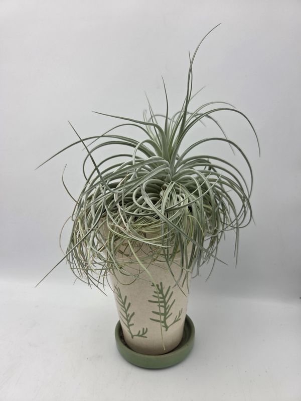 Tillandsia Air Plant Herb-Print Planter