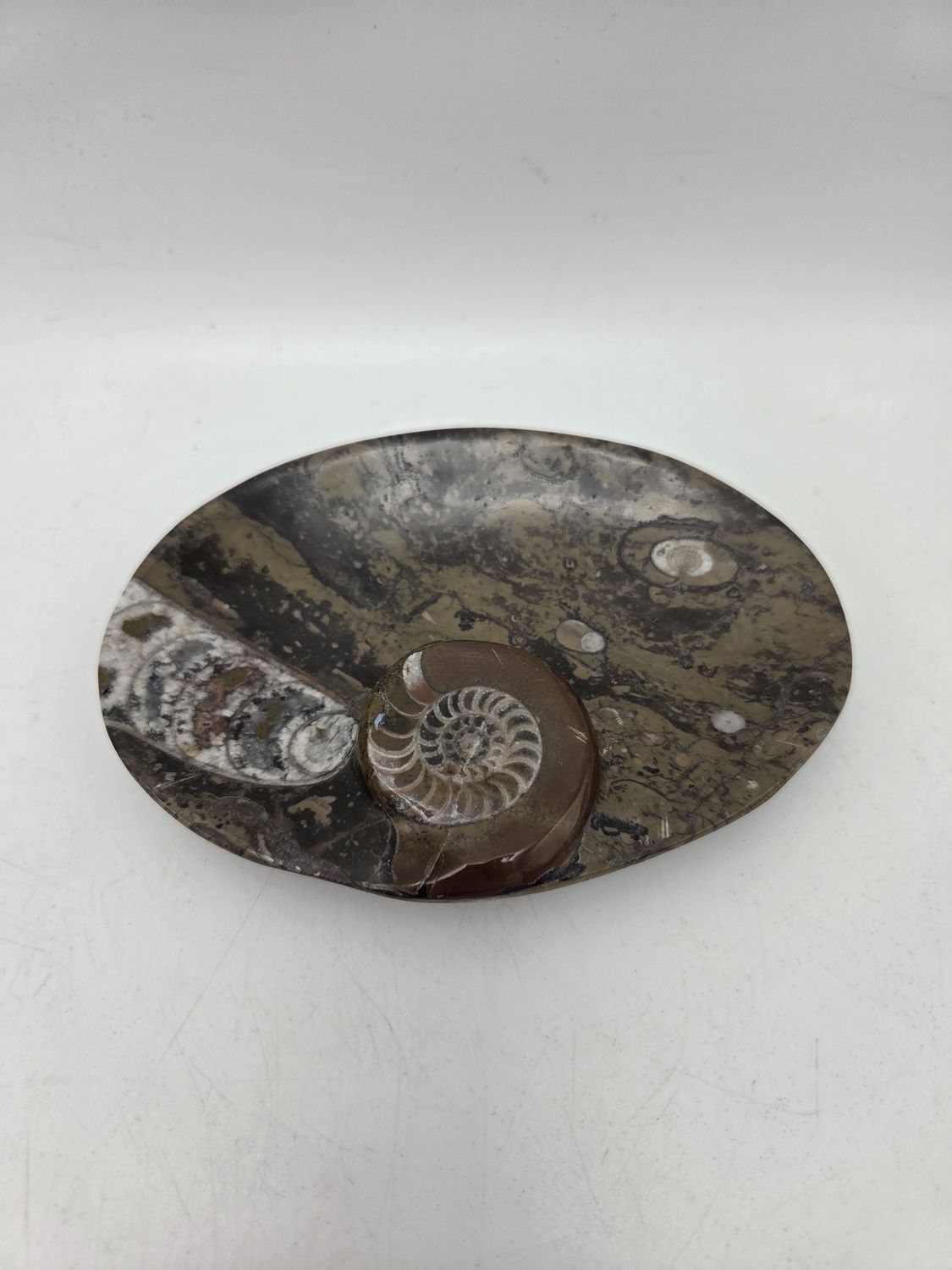 Orthoceras Fossil Stone Trinket Dish