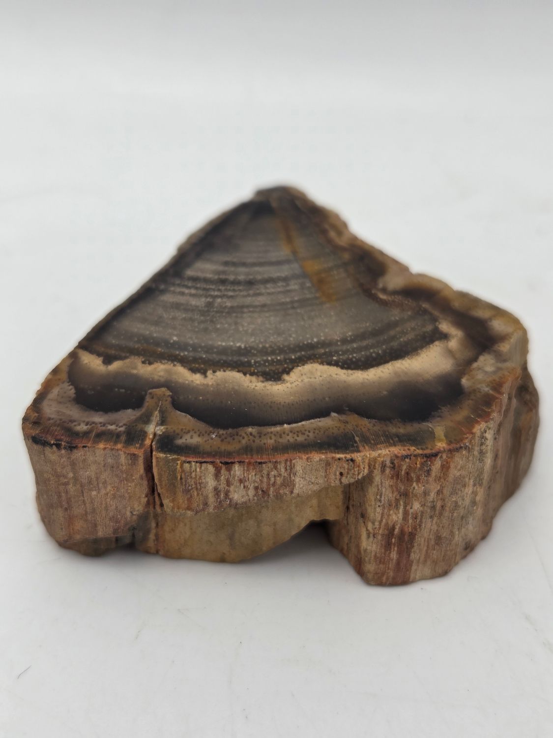 Polished Petrified Wood Slice