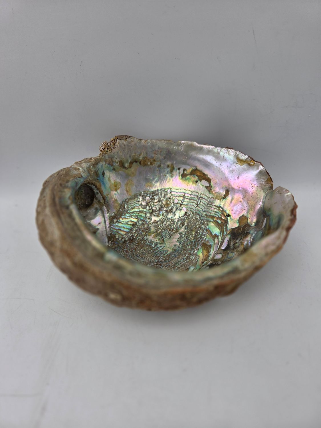 Natural Abalone Shell Trinket Dish