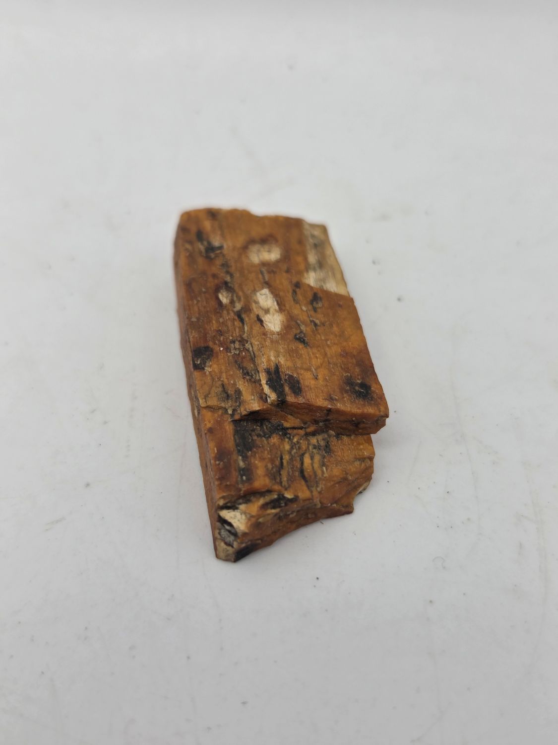 Fossilized Wood Fragment Specimen