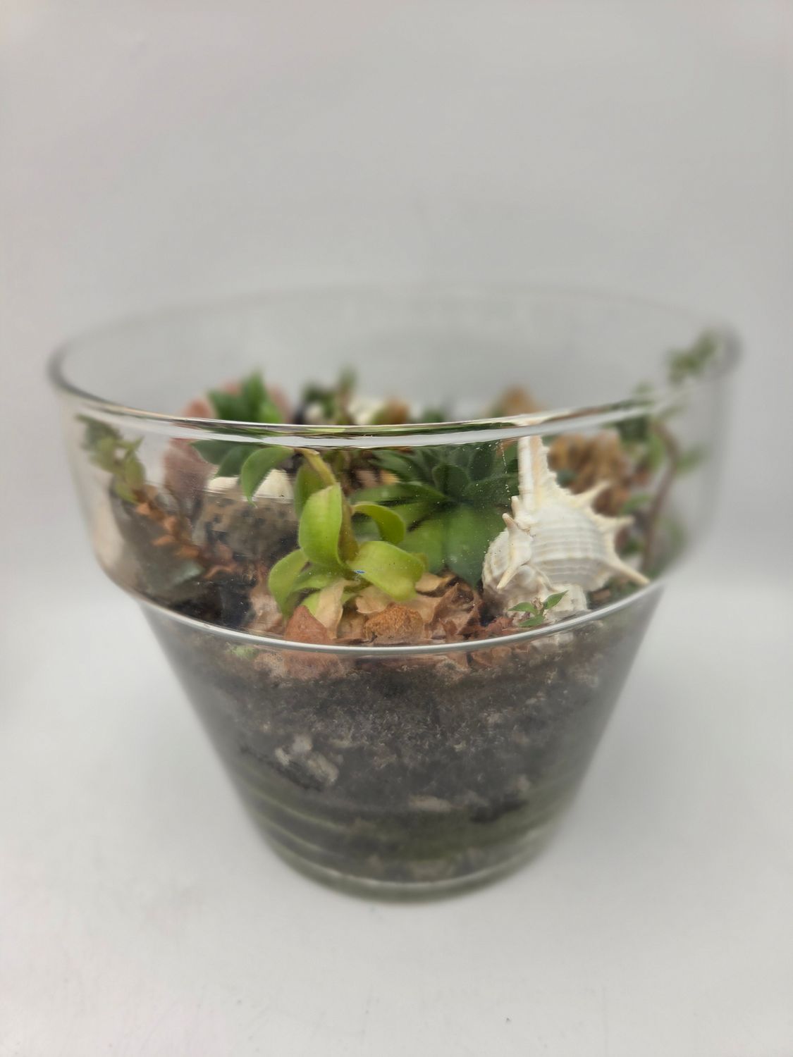 Shells &amp; Stones Clear Round Air Plant