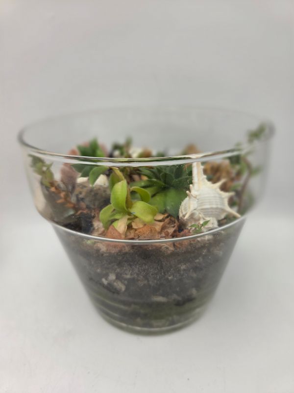 Shells &amp; Stones Clear Round Air Plant