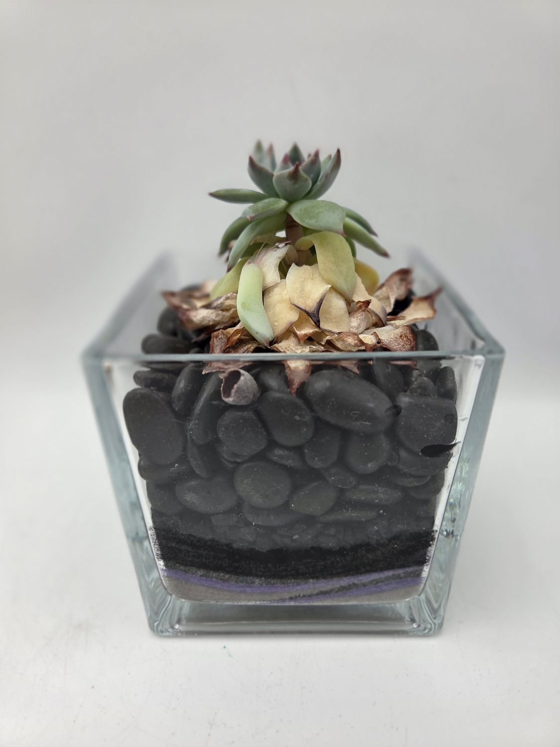 Square Clear Glass Vase Air Plant