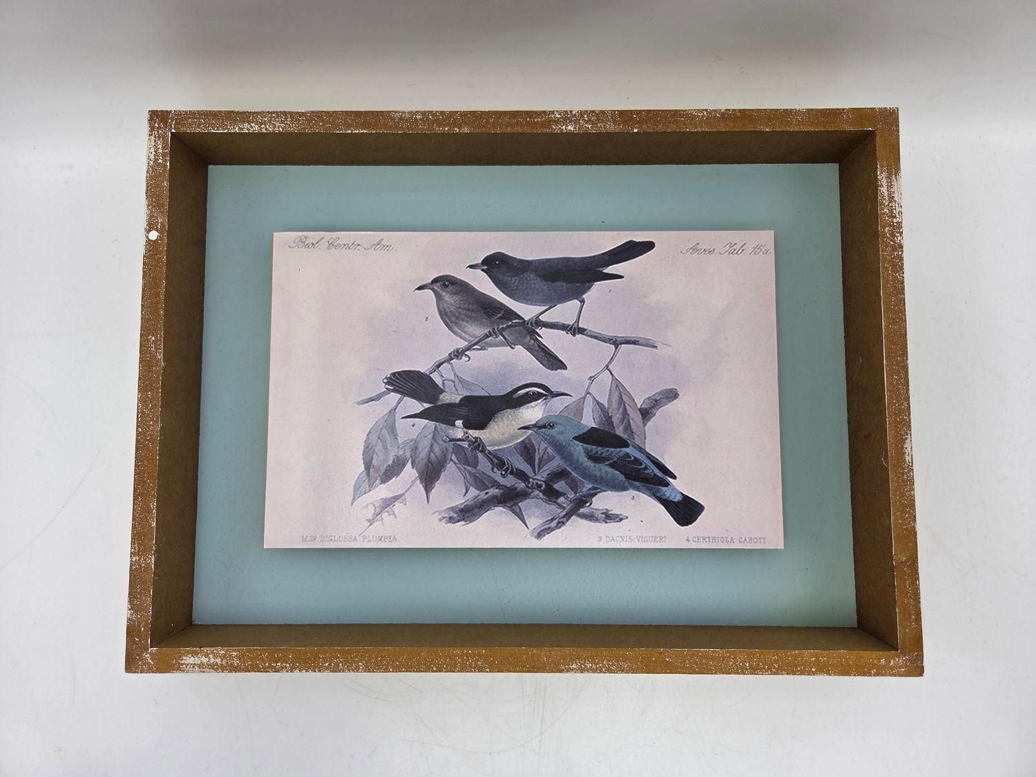 Vintage-Style Ornithological Bird
