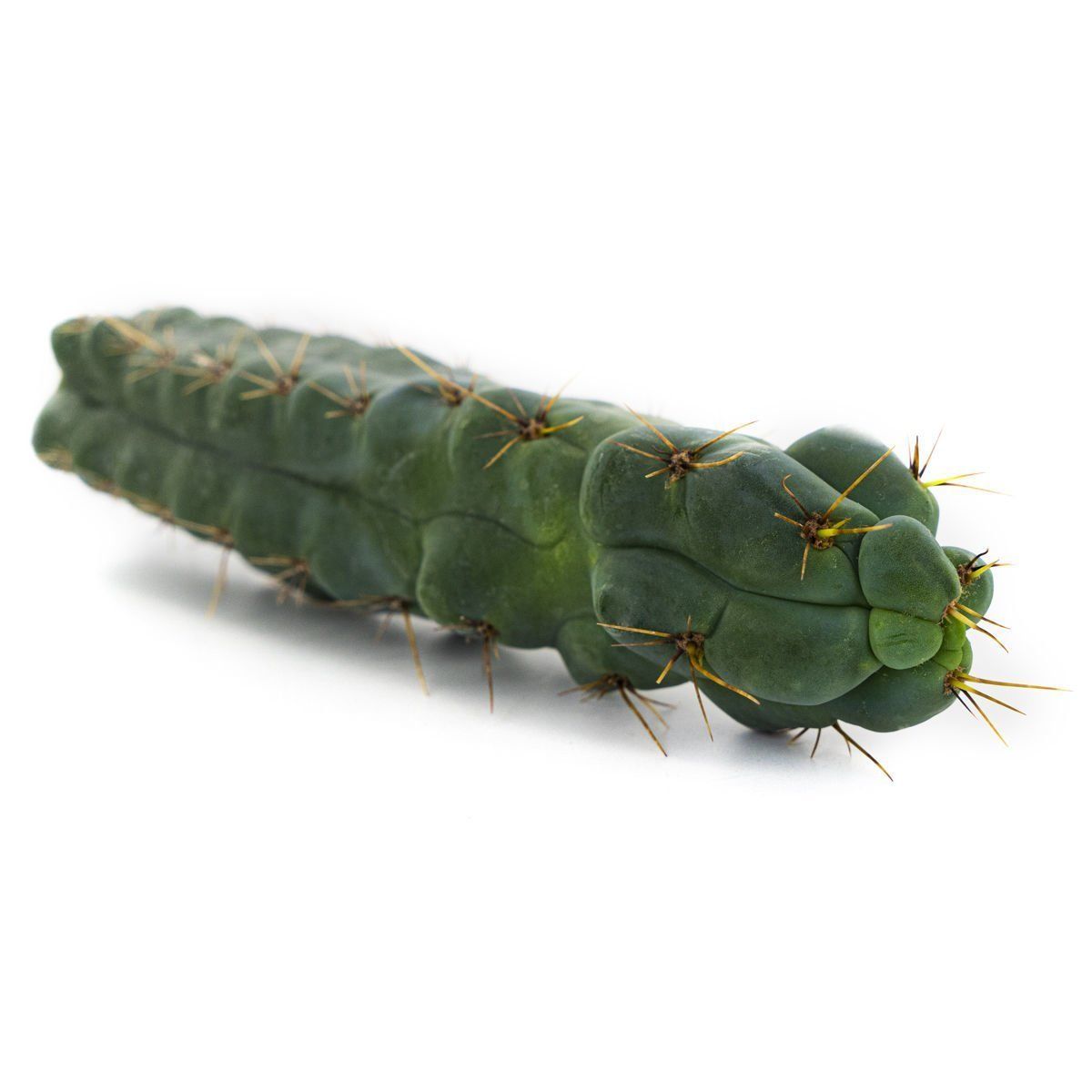 Echinopsis &#39;&#39;zamnesiana&#39;&#39;